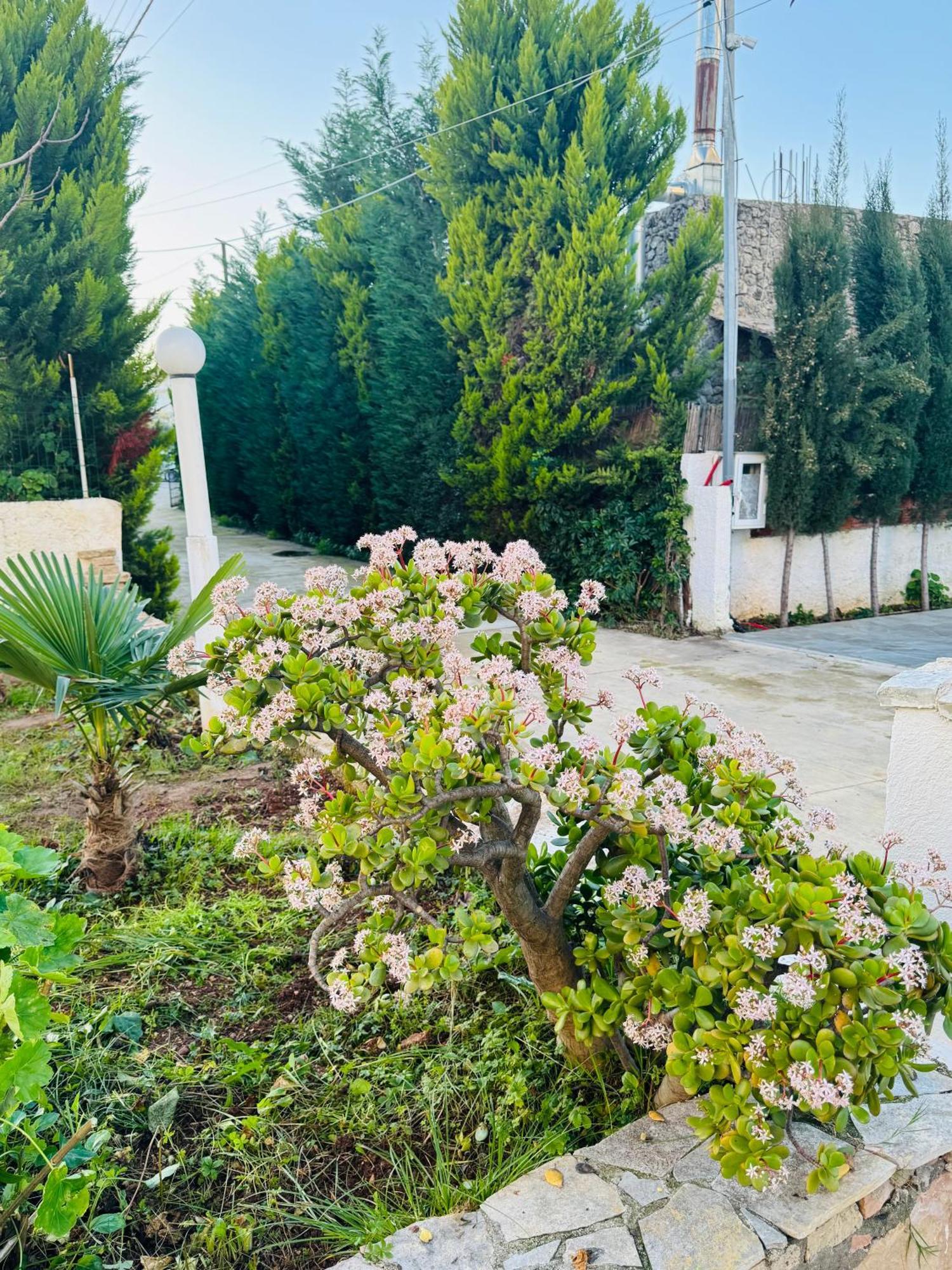 Central Garden Residence Sofia - Free Parking Ksamil Exterior foto